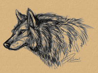 wolf sketch by PhantomSpark