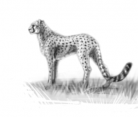 Cheetah sketch by PhantomSpark