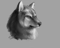 wolf_close_up_sketch