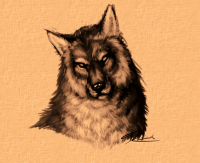 wolf_closeup_sketch by PhantomSpark