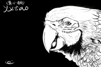 鹦鹉板绘速写 by 意克斯尔·桃