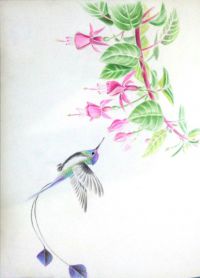 叉扇尾蜂鸟 by 空可乐