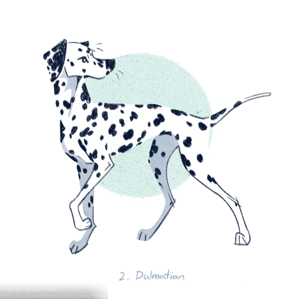 大麦町_Dalmatian by JIAO