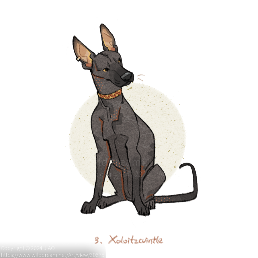 墨西哥无毛犬_Xoloitzcuintle by JIAO