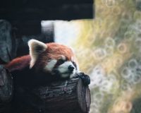 小熊猫 于北京动物园 by tooool