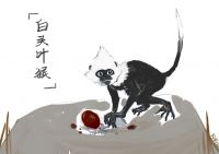 无题 - 白头叶猴 by KIRIN劼