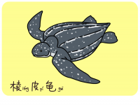 棱皮龟 Leatherback sea turtle