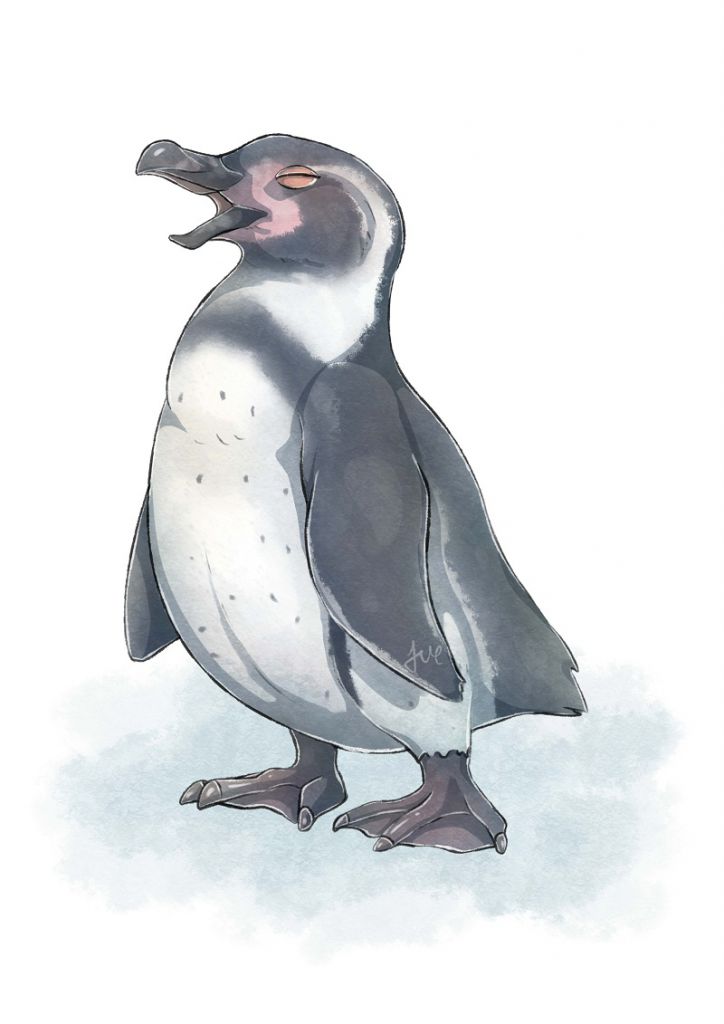 塗鴉--漢波德企鵝 by 瀨礿, 企鵝, 鳥, 塗鴉